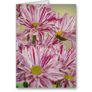 Purple & white daisies, blank card