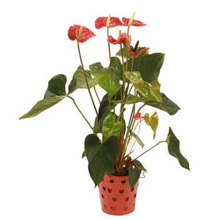 large anthurium by plants4presents