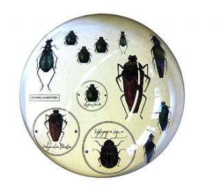 beetle drawer paperweight by natural history