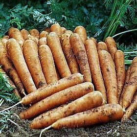 Organic Jeanette Carrot 500 Seeds   Early Maturing  Patio, Lawn & Garden