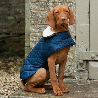quilted waterproof dog coat by mutts & hounds