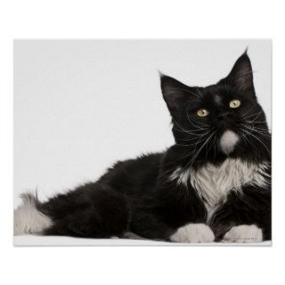 Maine Coon (15 months old) Poster