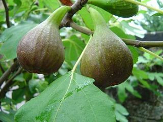 fig tree plant collection by plants delivered