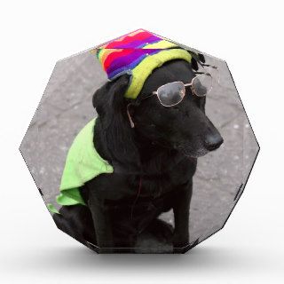 Funny old dog wearing hat and glasses awards