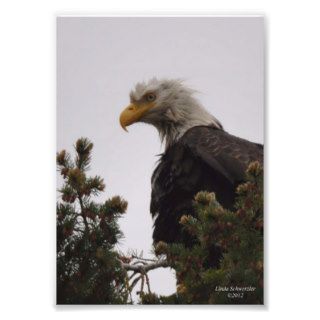 5X7 Wet Bald Eagle Photo Art