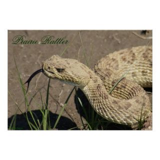 R0008 Prairie Rattlesnake Print