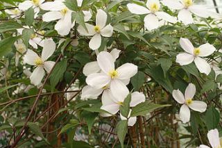 pink perfection clematis by plants4presents