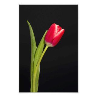 Single red tulip on black background photo print