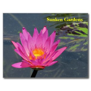 SG Purple water lily #202   202202 Post Card