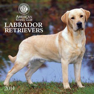Labrador Retrievers   2014 Calendar  