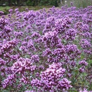 Blumendost ( Origanum Hybr. NYMPHENBURG ) Garten