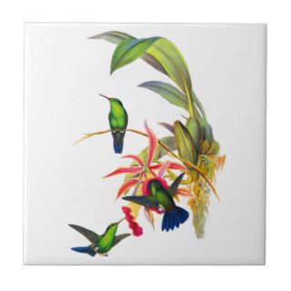 John Gould's Hummingbirds with  Pink Orchids Ceramic Tiles