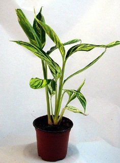 Variegated Ginger Plant   Alpinia   Spicy Fragrance  Flowers  Patio, Lawn & Garden