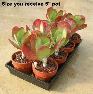 Flapjacks Plant   Kalanchoe   Easy to grow   2" Pot Patio, Lawn & Garden