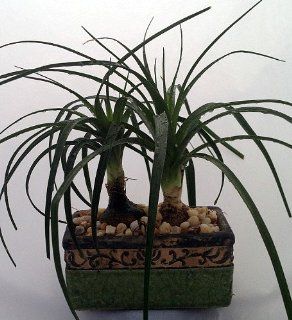 Ponytail Palm Bonsai Tree in Grecian Pot  Bonsai Plants  Patio, Lawn & Garden