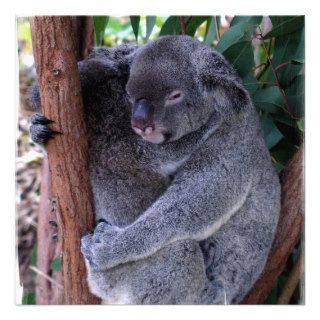 Koala Family Invitation