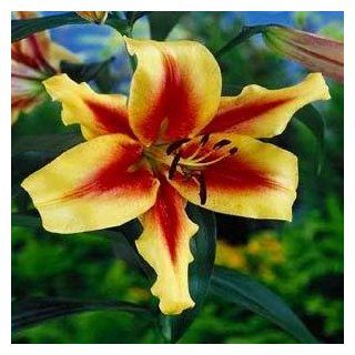 O.T. Hybrid Touch Lily 2 Bulbs   Ships Immediately  Lily Plants  Patio, Lawn & Garden