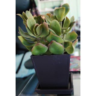 Shop Artificial Oriental Succulent Plant at the  Home Dcor Store. Find the latest styles with the lowest prices from