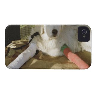 A dog with two broken legs in casts iPhone 4 cover
