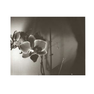 pinhole silver gelatin orchid print by chloe ashley