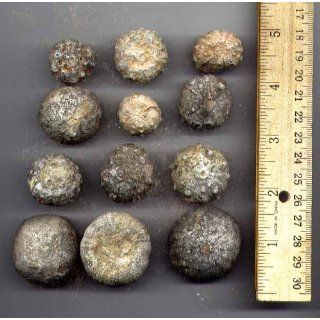 Bulk Fossil   Sea Urchin   1 lb   30+ pieces from Dinosaurs Rock