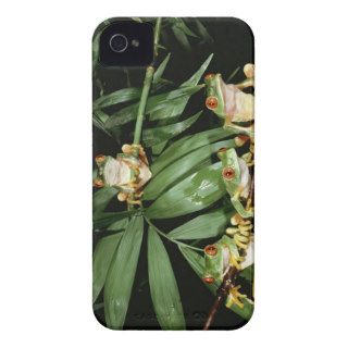 Four Red Eyed Tree Frogs Perched on a Branch iPhone 4 Case