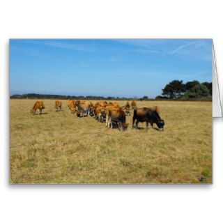 Jersey calves and young bull greeting card
