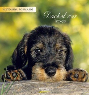Dackel, Teckels 2012 Postkartenkalender Bücher