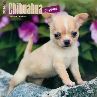 Kalender 2014 Chihuahua   Welpen   Chi   Browntrout Haustier