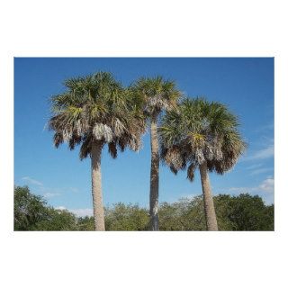 Florida / State Tree / Sabal Palm / Poster