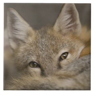 A swift fox at the Omaha Zoo Tile