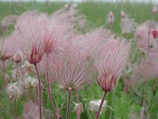 50 PRAIRIE SMOKE Geum Triflorum Purple Prairie Avens Flower Seeds *Comb S/H  Flowering Plants  Patio, Lawn & Garden