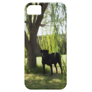 Black Lab Under Tree iPhone 5 Covers