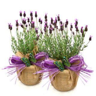 pair french lavenders by giftaplant