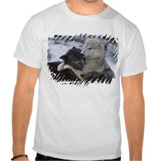 USA, Montana, Wolves playing in snow T Shirt