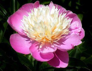 Peony Bowl of Beauty   Fragrant   AGM WINNER   Potted  Flowering Plants  Patio, Lawn & Garden