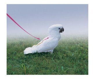 Premier Feather Tether Bird Harness, Petite, Electric Lime  Pet Leashes 