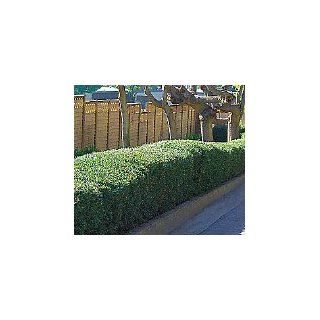 Dwarf Fruitless Olive    12 by 12 Inch Container by Monrovia Growers  Shrub Plants  Patio, Lawn & Garden