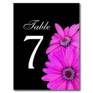 Magenta Daisies Table Number V07 Postcards