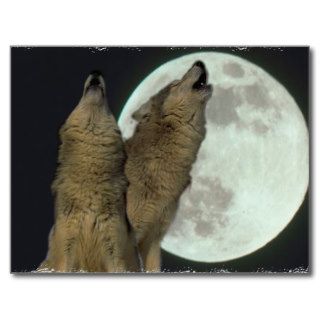 WOLVES HOWLING MOON POST CARDS