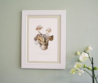 framed vintage print 'volvariella' by bonnie and bell