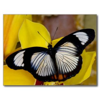Sammamish, Washington. Tropical Butterflies 62 Post Card
