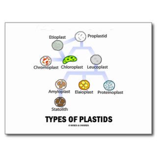 Types Of Plastids Post Cards