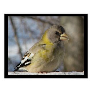 Evening Grosbeak Print