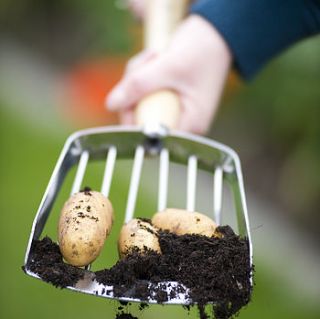 potato harvesting scoop by freshly forked