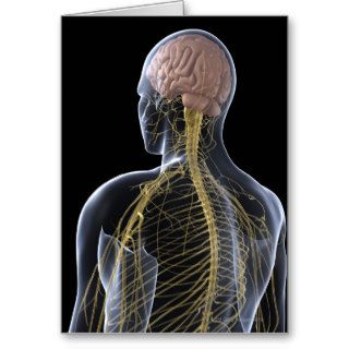 Human Nervous System Cards