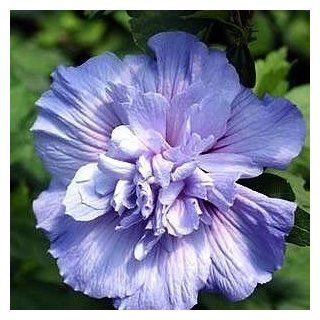 50 PURPLE DOUBLE ROSE OF SHARON HIBISCUS Syriacus Flower Tree Bush Shrub Seeds Mix *Comb S/H  Flowering Plants  Patio, Lawn & Garden