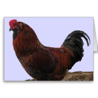 Ameraucana Rooster Greeting Cards