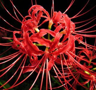 Red Spider Magic Lily 2 Bulbs   Lycoris radiata   10/+ cm Bulbs  Flowering Plants  Patio, Lawn & Garden