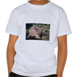 Leopard tortoise shirts